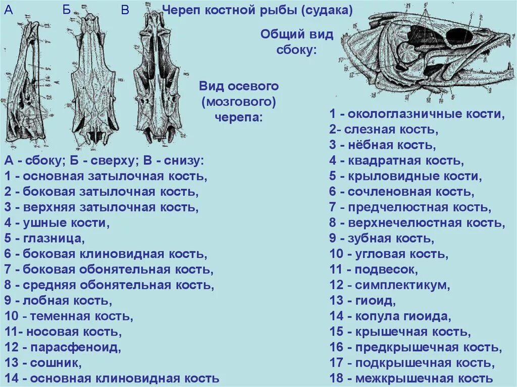 Схема строения черепа костистой рыбы. Кости черепа костной рыбы. Строение черепа костистой рыбы. Череп костных рыб. Череп костной рыбы