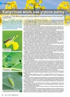 Цикл моли