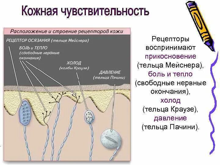 Краузе тельца Мейснера. Болевые рецепторы тельца Мейснера. Тельце Мейснера строение. Рецепторы кожной чувствительности.