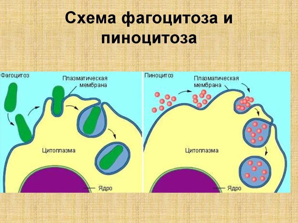 Схема фагоцитоза клетки. Схема фагоцитоза и пиноцитоза. Фагоцитоз мембраны. Клетка фагоцитоз пиноцитоз ЕГЭ. Г эндоцитоз