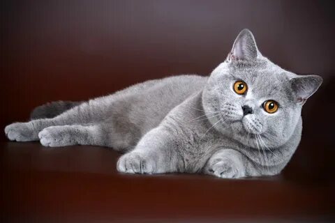 Британия кошка