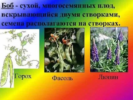 Горох многосемянный