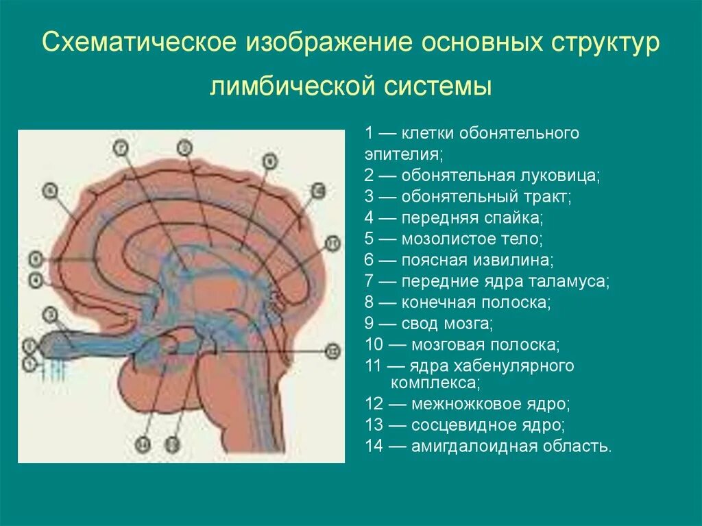 Тракт обонятельного нерва. Обонятельная луковица мозга. Строение обонятельного тракта. Обонятельный мозг строение. Обонятельное ядро