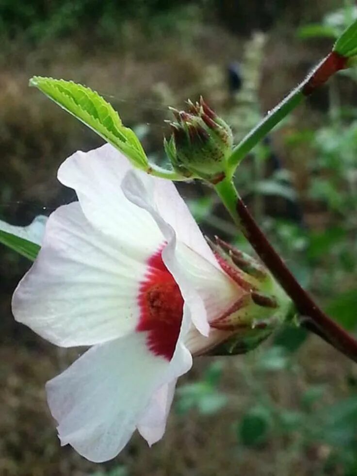 Гибискус сабдариффа. Каркаде гибискус сабдариффа. hibiscus sabdariffa – гибискус сабдариффа. розелла суданская роза.