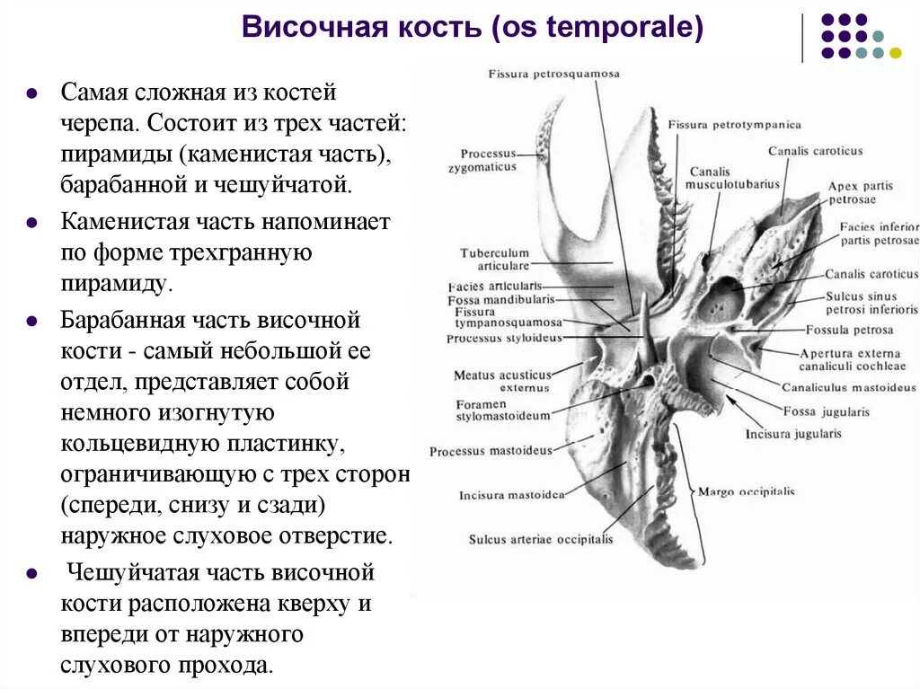 Височная кость строение Синельников. Мышечно-трубный канал височной кости. Височная кость анатомия вид снизу. Височная кость каменистая часть. Наружный на латыни