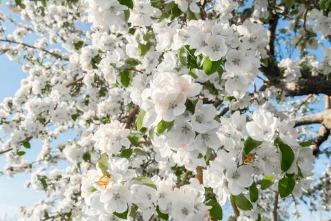 Любовь расцветающая цветами груши 42