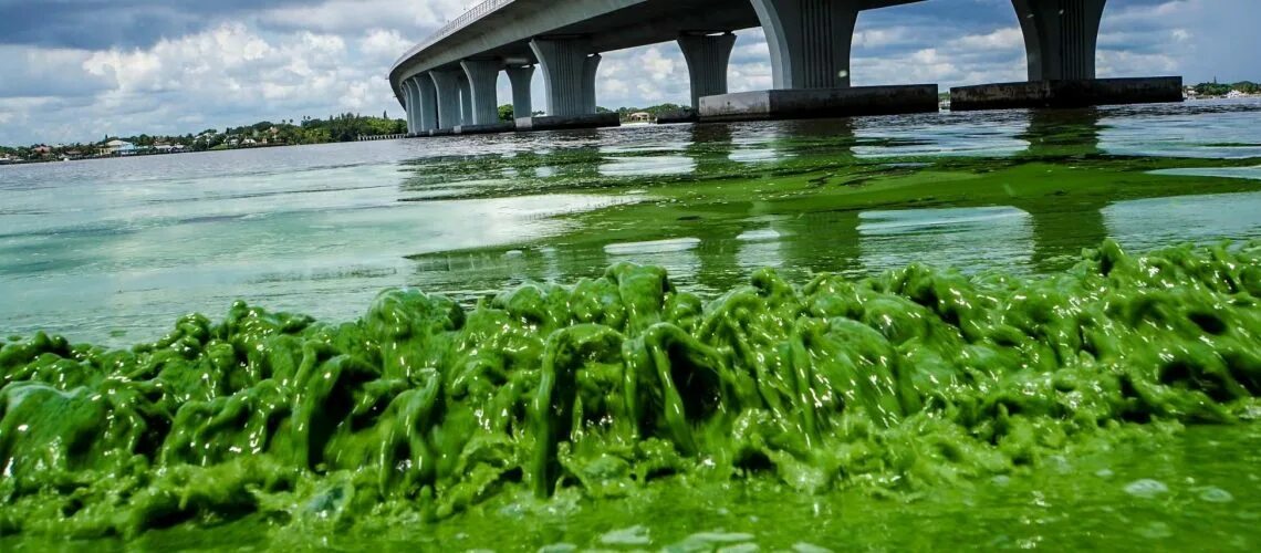 Росток водоросли. Биологическое загрязнение мирового океана. Цветение микроводорослей. Эвтрофикация финского залива. Цветение водоемов.