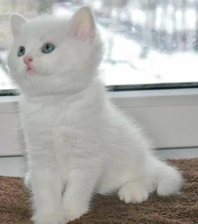 Купить котенка мальчика. Шотландская вислоухая кошка белая. Британский прямоухий кот белый. Шотландская прямоухая кошка белая. Шотландская вислоухая кошка альбинос.