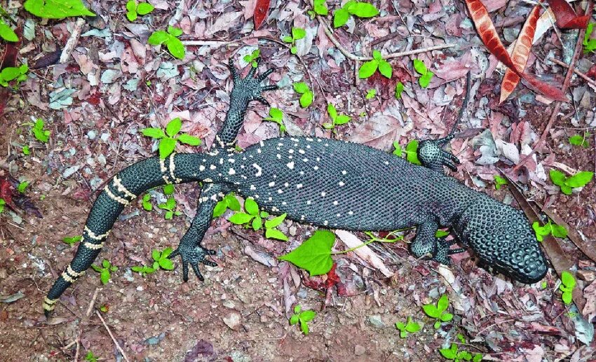 Heloderma charlesbogerti. Heloderma horridum. Ядозуб ящерица. Heloderma alvarezii.