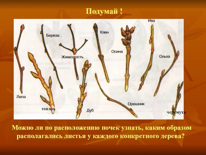 Почка определение 6 класс. Строение побега тополя. строение побегов тополя побеги. расположение почек на побеге тополя. побеги липы растений с почками.
