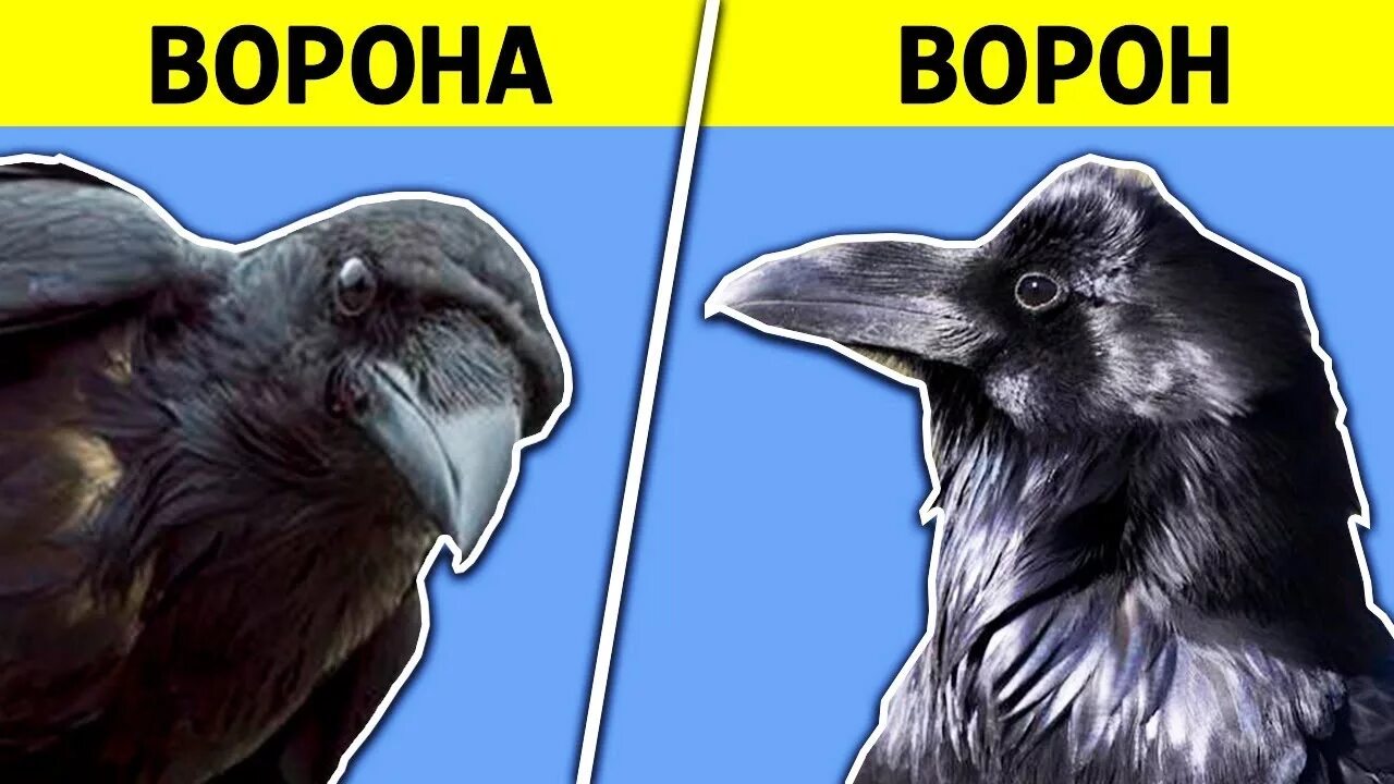 Ворон и ворона. Ворон против вороны. Ворон vs ворона. Ворон и ворона разница.