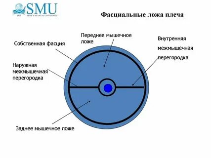 Переднее ложе плеча