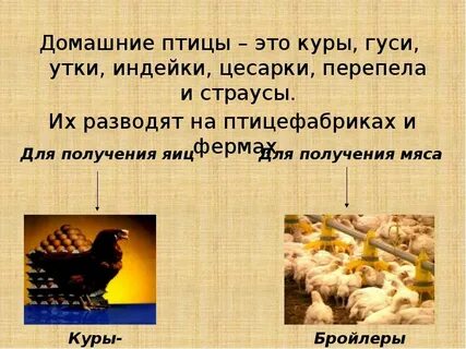 Птицеводство 4 класс