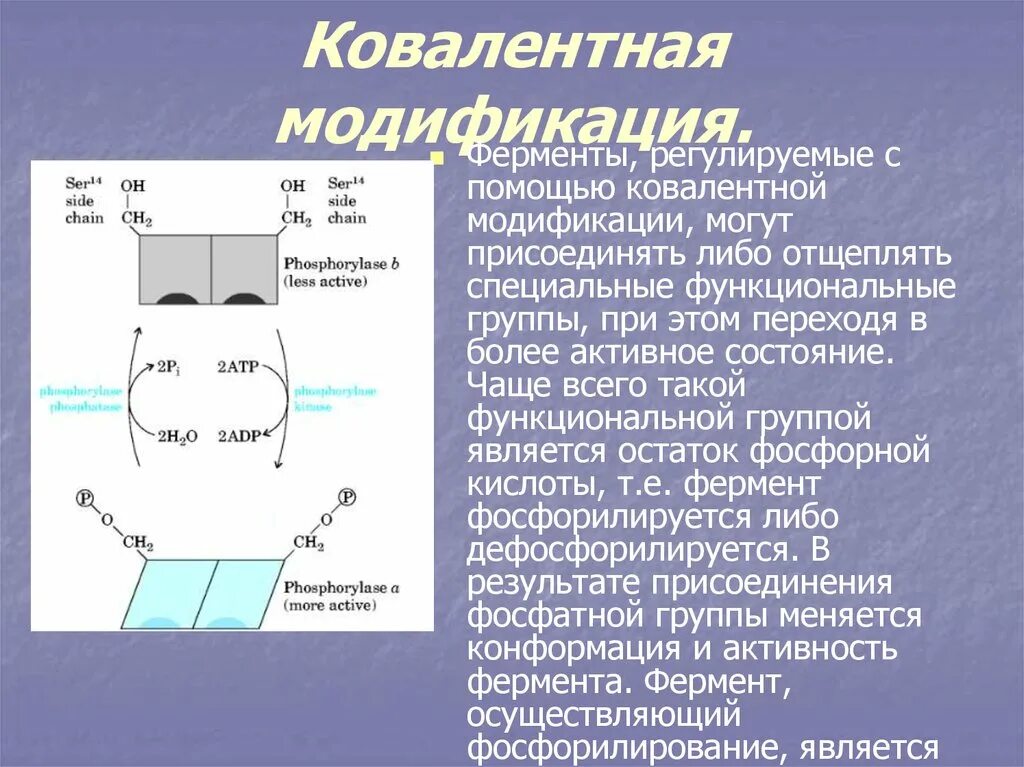 Регуляция активности ферментов ковалентная модификация. Ковалентная модификация ферментов. Регуляция активности ферментов путем ковалентной модификации. Ковалентная модификация фермента происходит при. Регуляция активности ферментов с помощью ковалентной модификации.