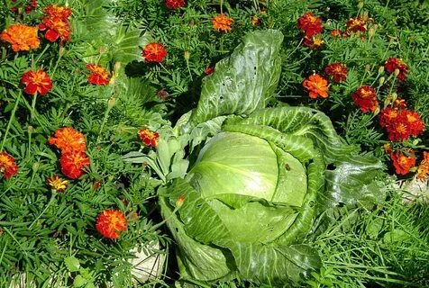 Что посадить возле капусты