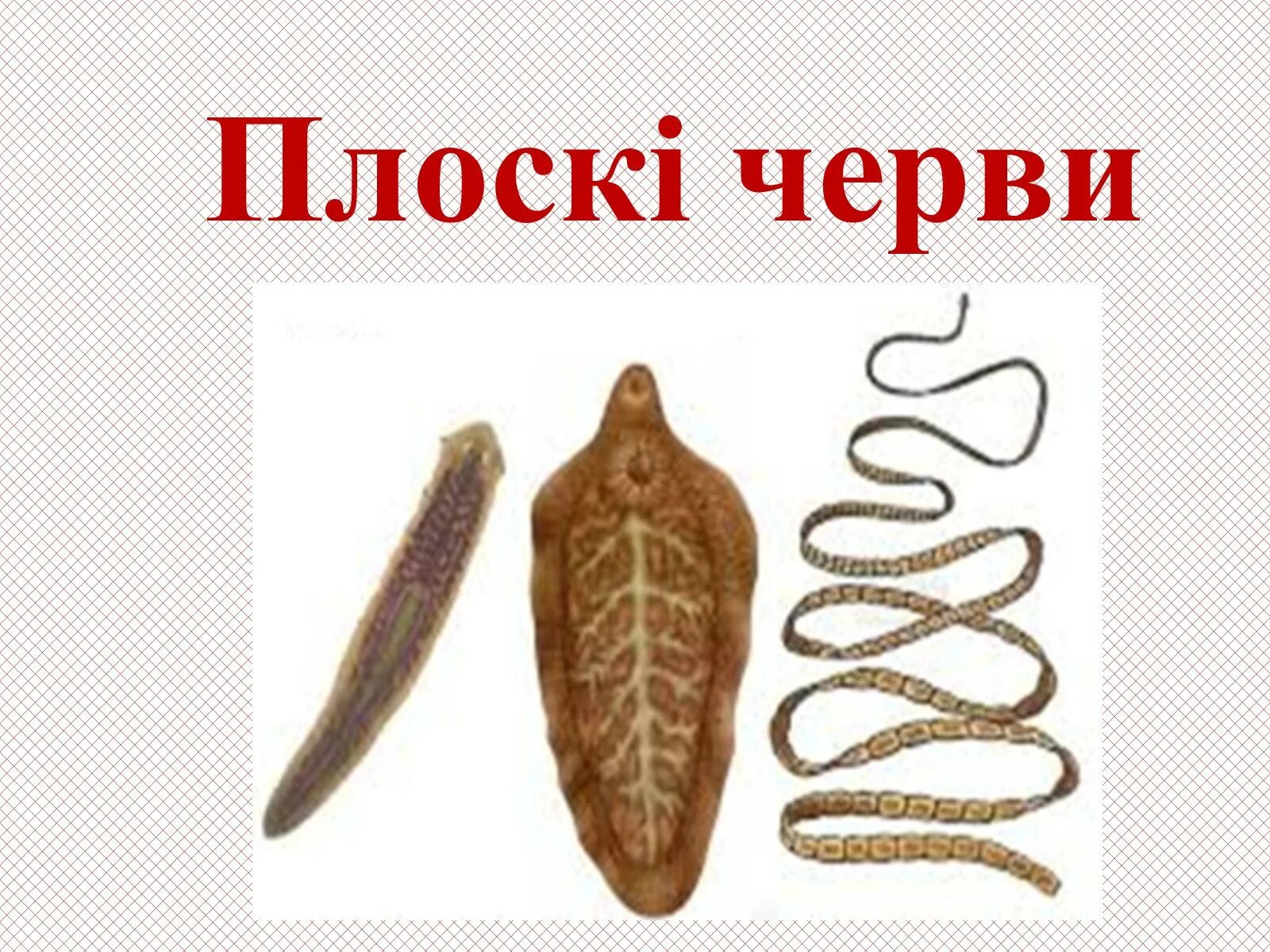 Лучевая симметрия червя. Симметрия тела плоских червей. Плоские черви двусторонняя симметрия. Черви симметрия. Двусторонняя симметрия тела у плоских червей.