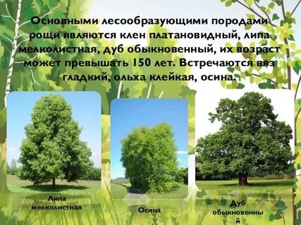 Стояла золотая осень брянские рощи впр ответы