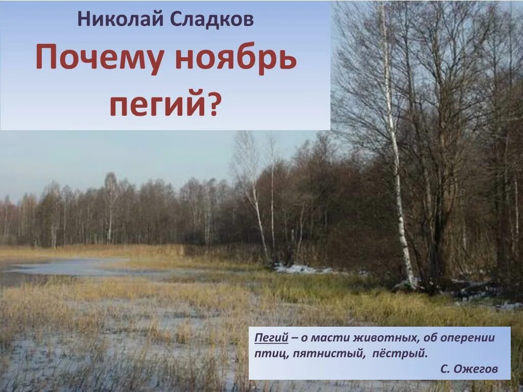 Ноябрь пегий. Почему ноябрь пегий. Н сладков почему ноябрь пегий. Почему ноябрь пегий. Почему ноябрь пегий.