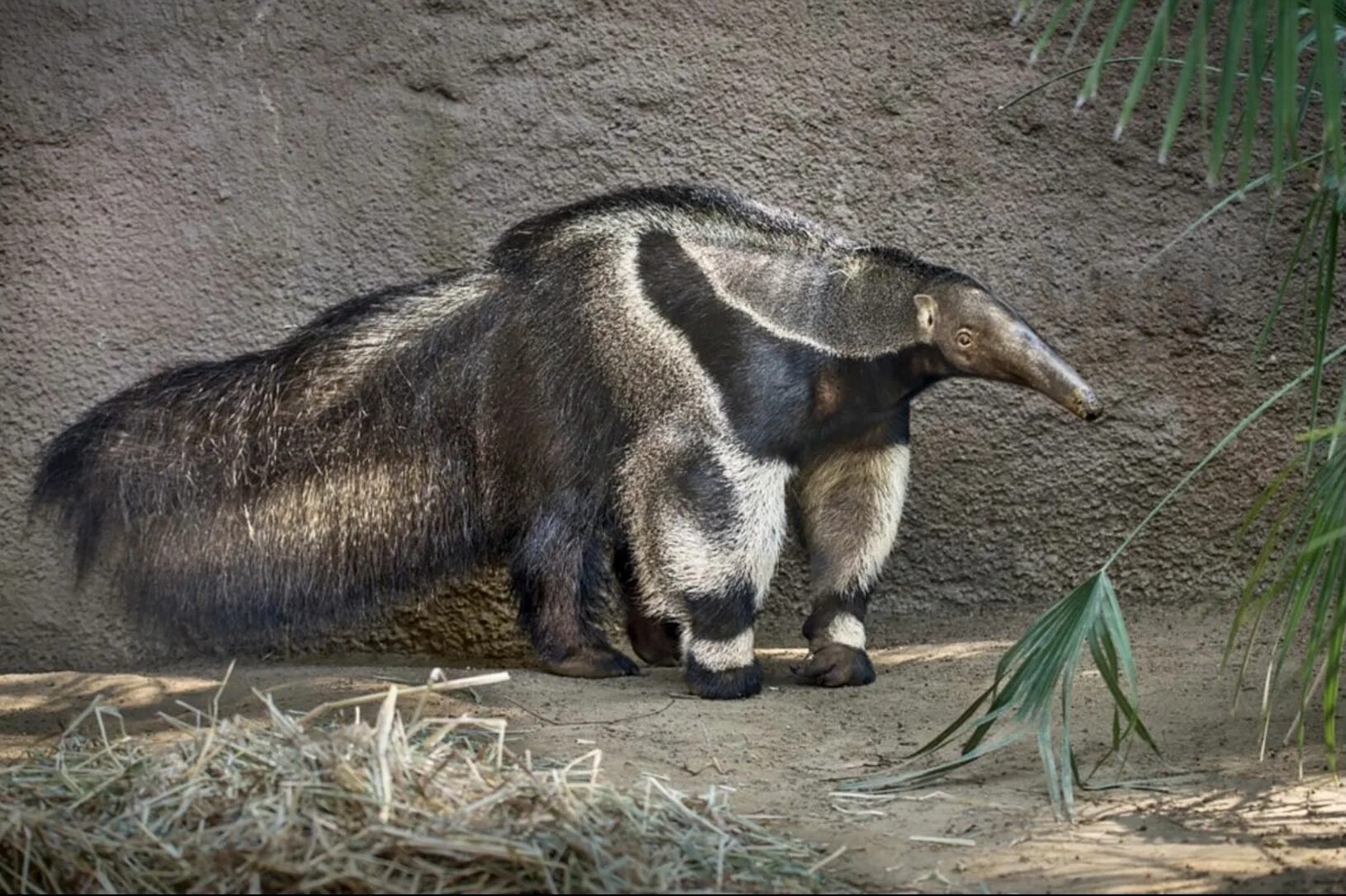 Трехпалый ленивец. Трубкозуб (земляной поросёнок). Слоны. Единственное животное имеющее. Гигантский (трёхпалый, большой) муравьед.