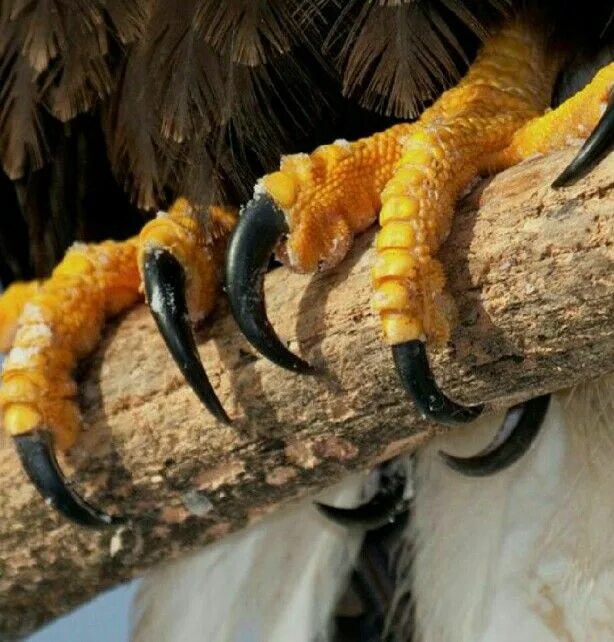 Eagle Feet Drawing