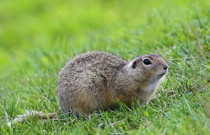 Суслик это млекопитающее. Citellus citellus. Spermophilus citellus. Суслик Европейский (суслик серый. Суслик Степной.