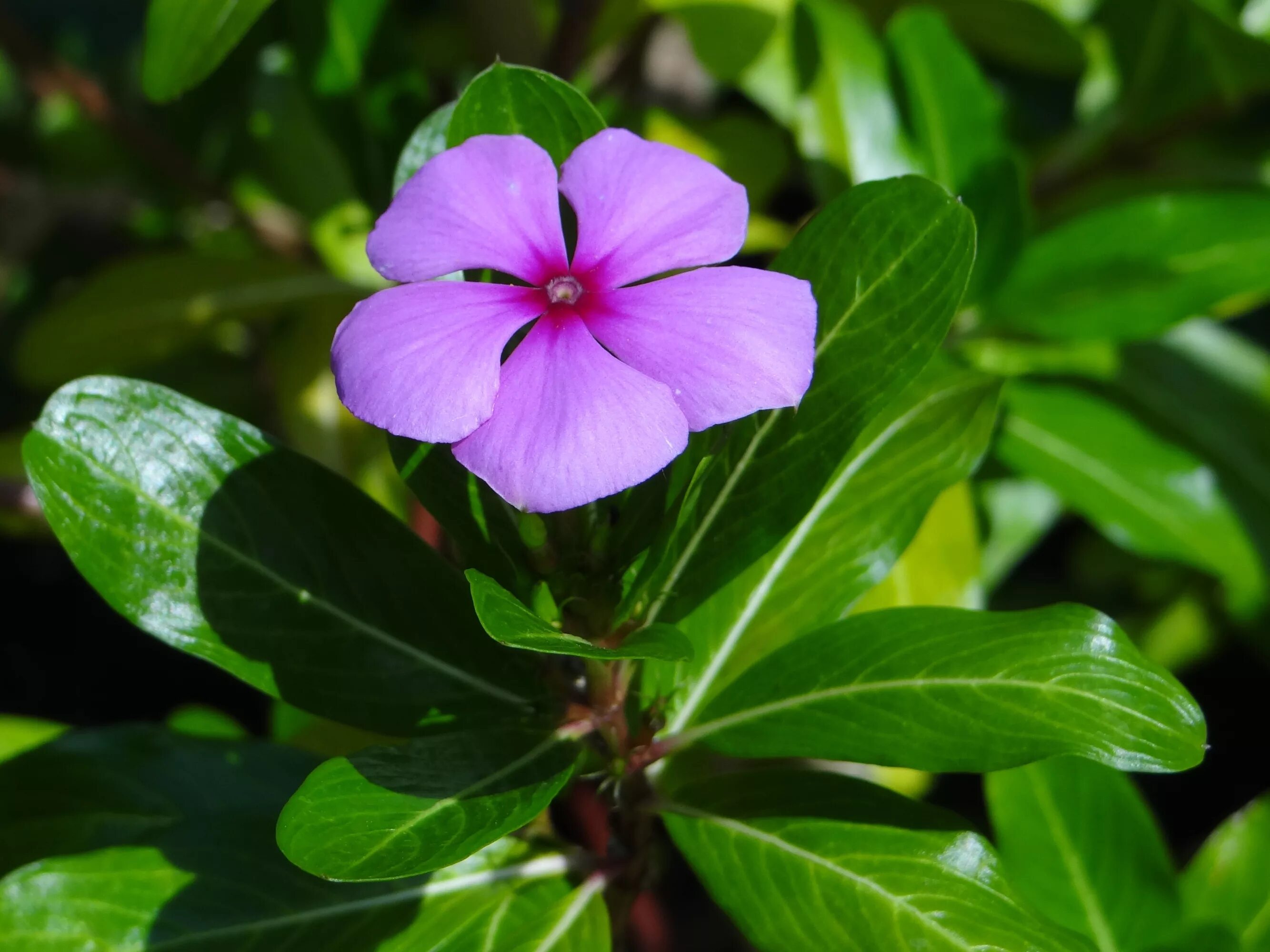 Барвинок розовый. Катарантус. Катарантус (Catharanthus). Катарантус розеус. Барвинок катарантус.