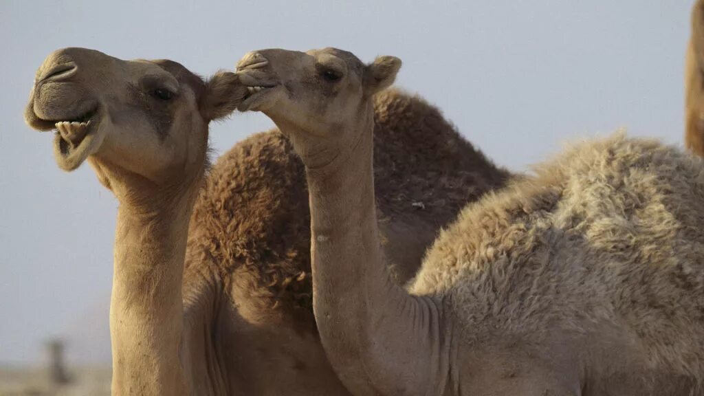 Болезни верблюдовых. Болезни верблюдовых. Хвост верблюда. Калмыцкий верблюд. Болезни верблюдовых.