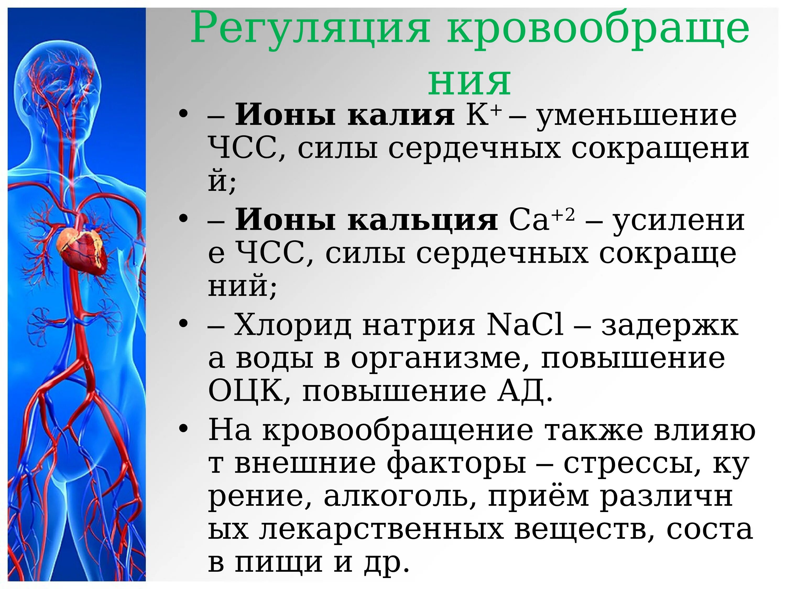 Возврат жидкости в кровеносную систему. Регуляция сосудистой системы. Физиология сердечно-сосудистой системы человека. Элементы сердечно сосудистой системы человека. Система кровообращения человека.