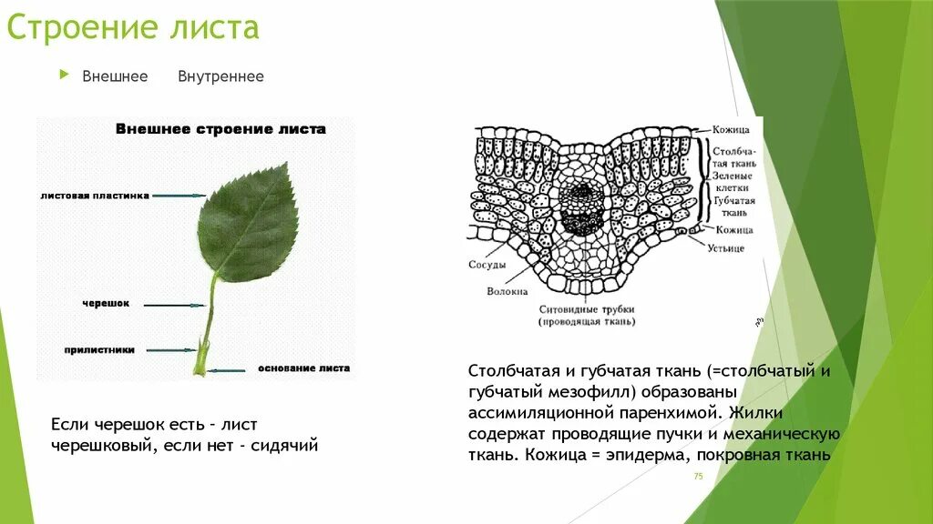 Анатомия растений ботаника. Из каких частей состоит лист биология 6 класс. Лист внешнее строение внутреннее строение. Лист внешнее и внутреннее строение листа. Внутреннее строение листа растения.