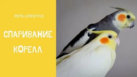 Размножение корелл