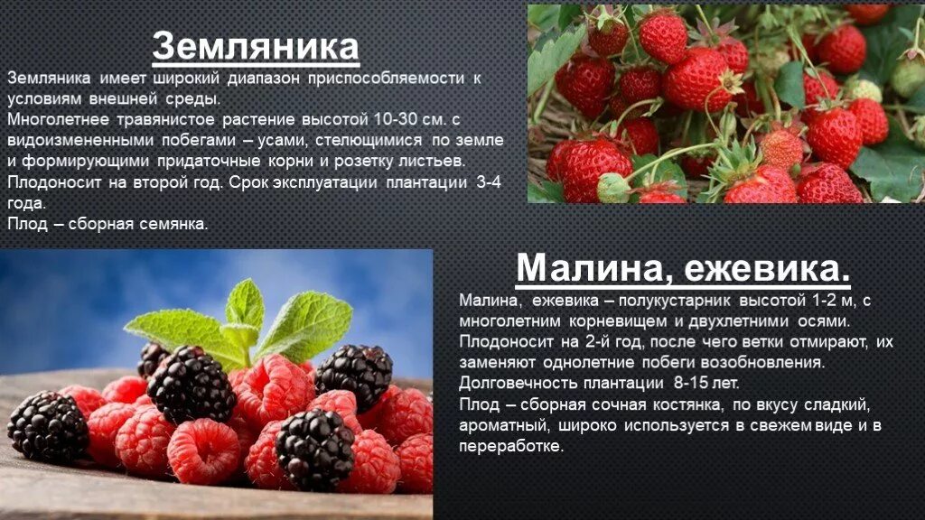 Какую среду обитания освоила земляника ответ впр. Земляника многолетнее или однолетнее растение. земляника двулетние,. плодово ягодные культуры презентация. биологическое описание клубники.