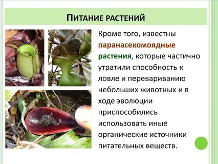Кроме растений