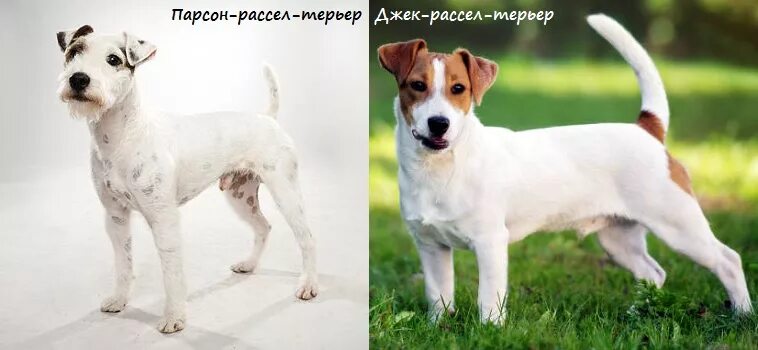 Парсон-рассел-терьер. Парсон-рассел-терьер и джек рассел терьер отличие. Джек парсон терьер и джек рассел терьер отличия. Парсон-рассел-терьер бигль. Джек рассел и парсон рассел.