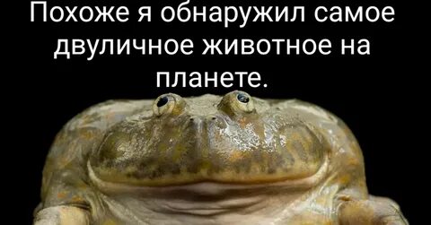 Лягушка среда
