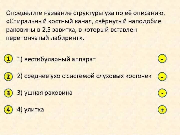 Определите название связи. Определите название структуры уха по ее описанию. Спиральный костный канал свернутый наподобие раковины. Спиральный костный канал свернутый наподобие раковины в 2.5 завитка. Определение название структуры уха по ее описанию тонкая пластинка.