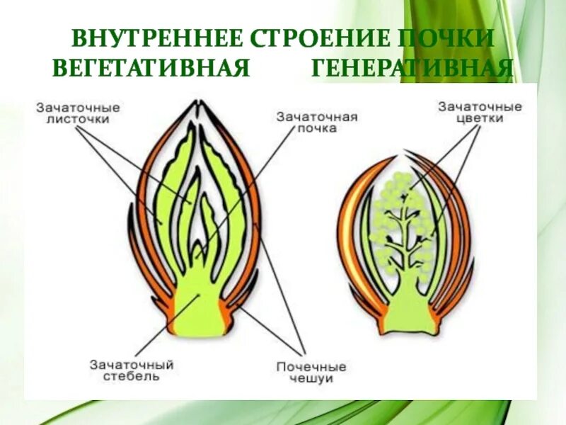 Что общего у вегетативных и цветочных