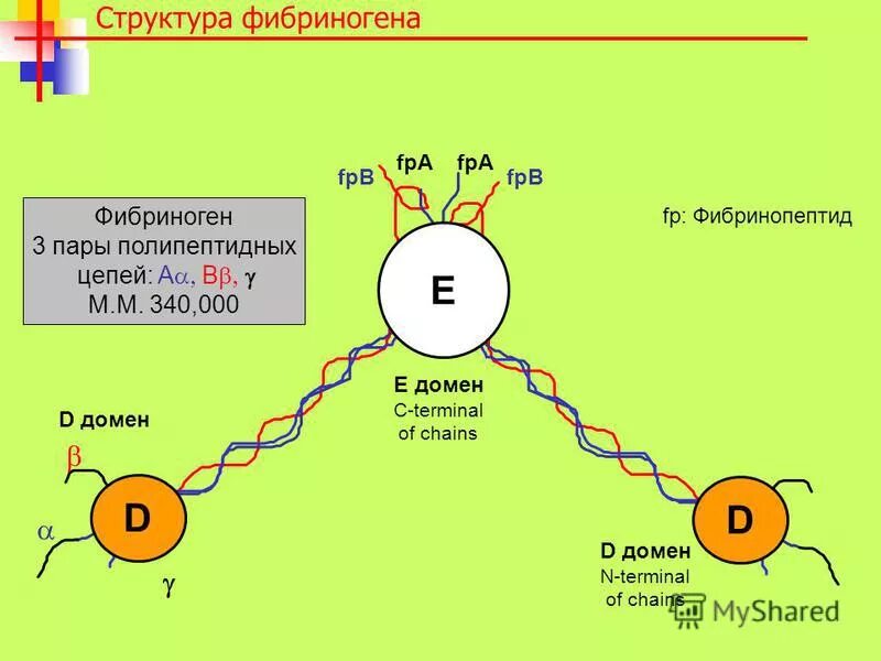 Фибриноген отрицательный. Фибриноген строение и функции. белок фибриноген строение. фибриноген строение. фибрин строение молекулы.