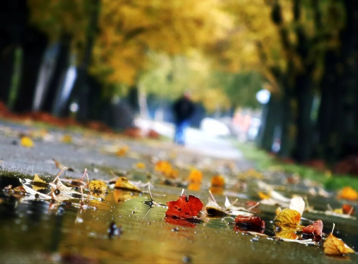 Дождливый дневник. Дождливая осень. Осень дождь. Дождливая осень картинки. Осенний дождь фото.