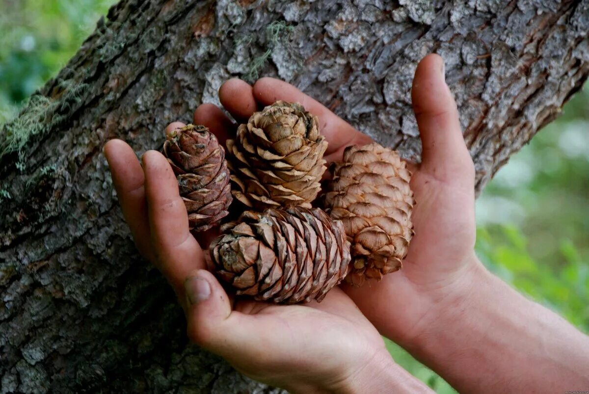 Кедр атласский шишки. Сосна орехоплодная. Где собирают шишки. Где собирают шишки. Сбор кедровых орехов.