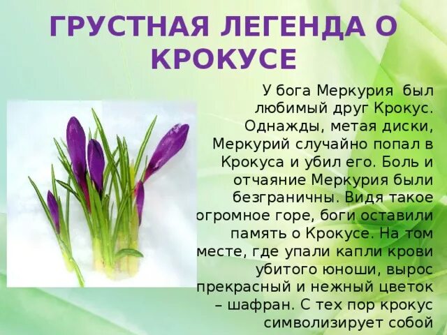 Легенда о Крокусе цветке для 2 класса. Легенда о Крокусе 2 класс окружающий мир. Легенда про крокусы для детей. Крокус Легенда о цветке для детей. Перевод на русский слова крокус