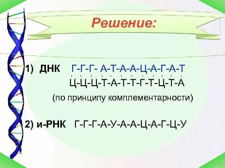 Принцип комплементарности ДНК И РНК. Признак комплементарности РНК. Комплементарность нуклеотидов ДНК И РНК. Принцип комплементарности а т у г ц.