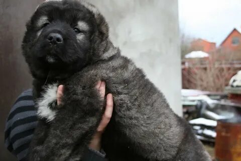 Продам кавказские щенки