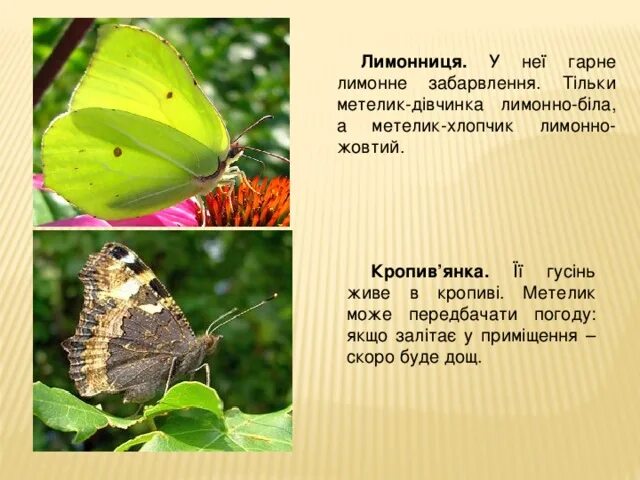 Лимонница бабочка окружающий мир 2 класс. Бабочка лимонница описание для 2 класса. Доклад о бабочке лимоннице.