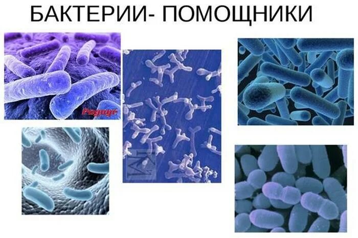 Полезные микроорганизмы