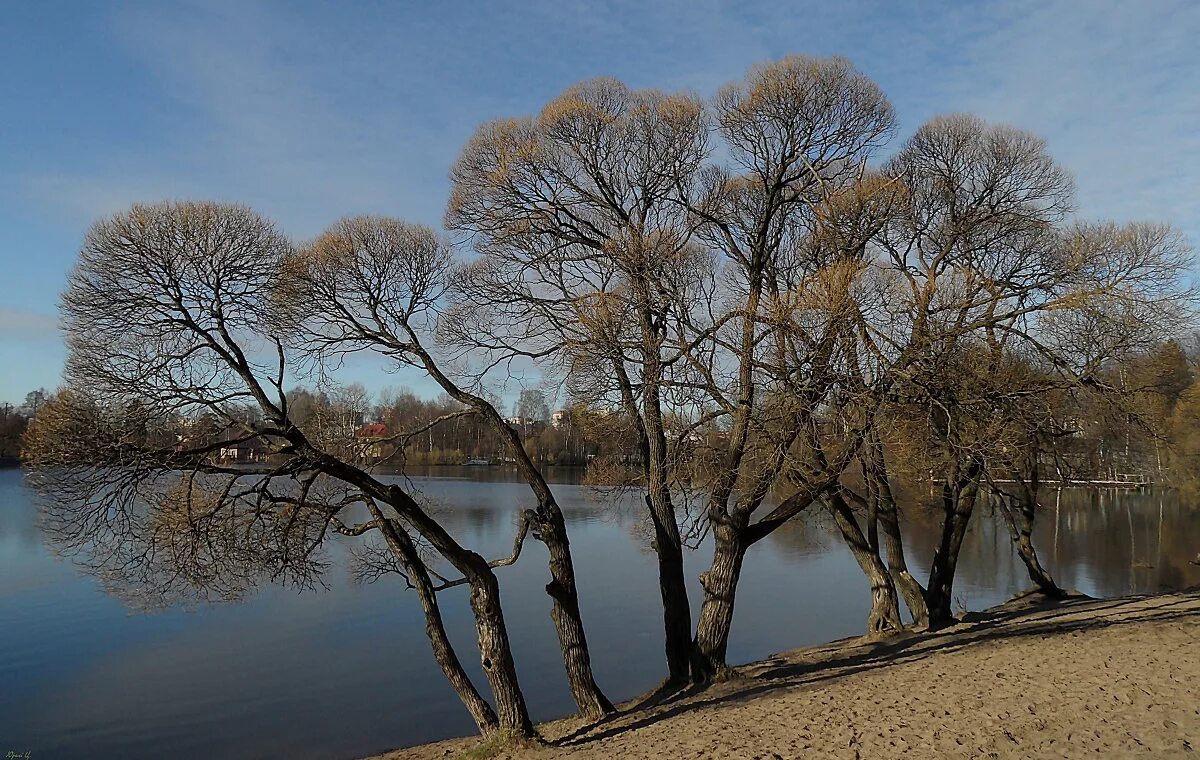 Верба плакучая. Река ракита. Плакучая ива дерево. Куст ракиты. Ива плакучая кора.