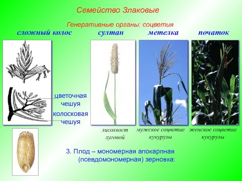 Органы злаковых. Генеративные органы злаковых схема. Семейство злаковые соцветие початок. Соцветие метелка злаковые.