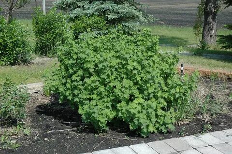 Большие кусты смородины