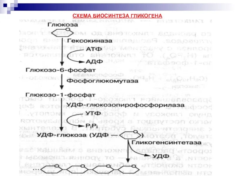 Синтез и распад гликогена. Биосинтез гликогена. Биосинтез гликогена из Глюкозы. Обмен углеводов схема.