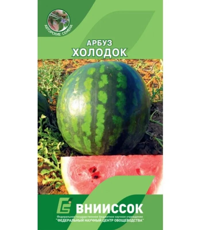 Сорт арбуза холодок отзывы. Сорт арбуза холодок. Сорт арбуза холодок отзывы. Зимний сорт арбуза холодок. Арбуз холодок семена.