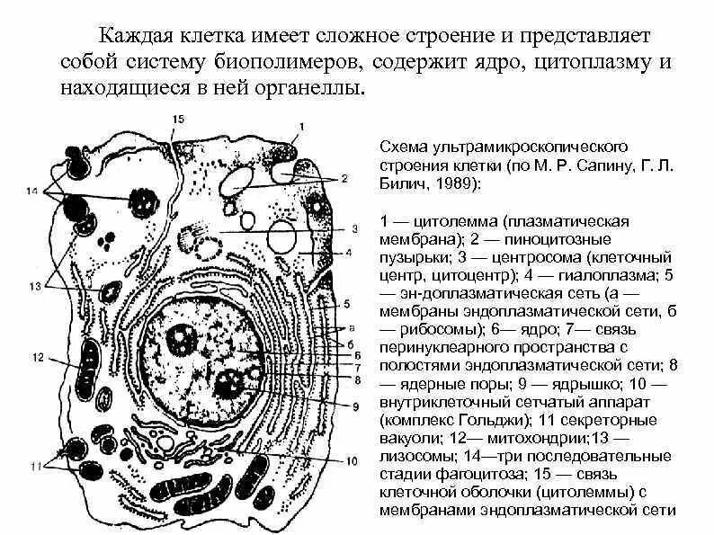 Полость в цитоплазме клетки 7 букв. Схема ультрамикроскопического строения клетки. Строение эукариотической клетки гистология. Схема ультрамикроскопического строения клетки животных. Схема электронно микроскопического строения клетки.